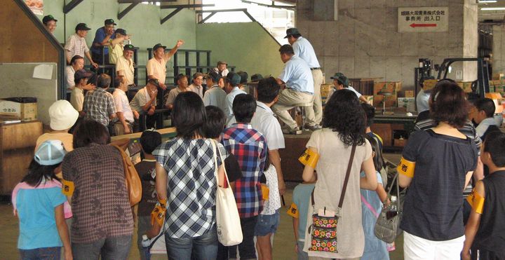 せりの見学
